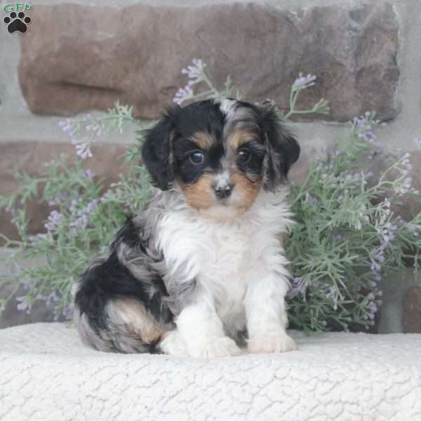 Cassie, Cavapoo Puppy